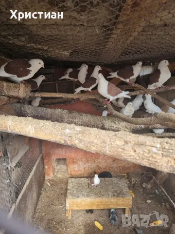 Различни видове гълъби, снимка 4 - Гълъби - 48787260