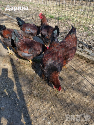 Катунски петли на 5 месеца.