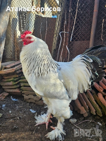 Петли колумбийска брама, снимка 2 - Кокошки и пуйки - 53666120
