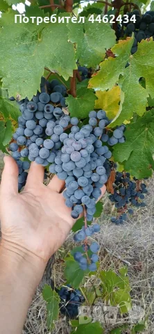 Продавам грозде Каберне Фран, снимка 11 - Други - 56307900
