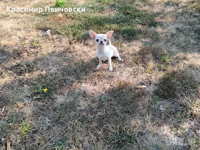 женско чихуахуа. 