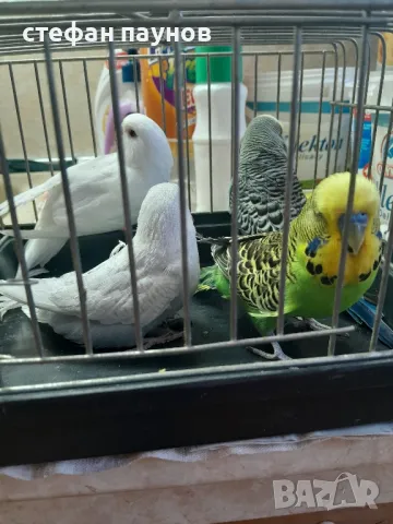 Папагалчета