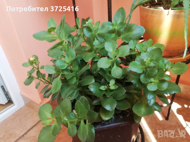 Стайни цветя, различни 