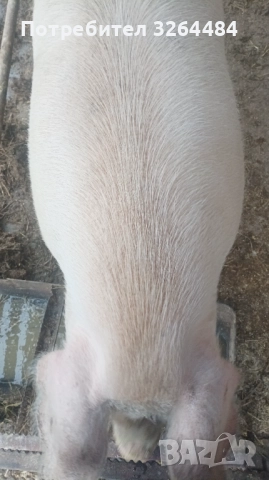 Продавам прасе, снимка 3 - Прасета - 52621120