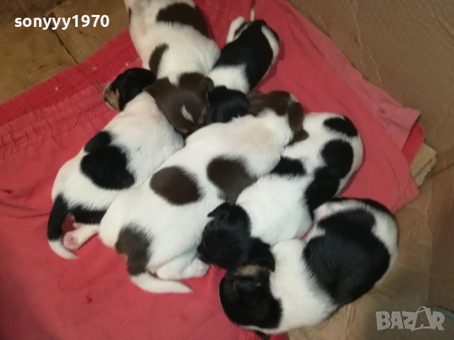 БЕБЕТА ДЖАК РЪСЕЛ 2309251834