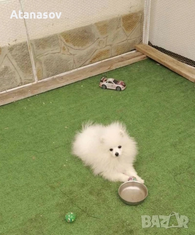 Померан Померанче, снимка 2 - Померан - 53668020