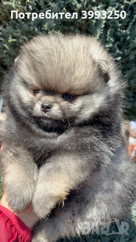 Мини момчета померан, снимка 8 - Померан - 53803711