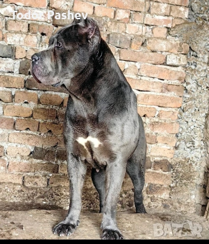 Кане корсо , снимка 8 - Кане корсо - 53057547