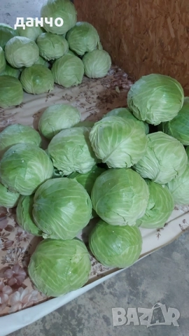 Зеле, снимка 2 - Разсади - 52219334