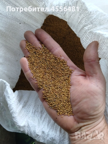 Люцерново семе