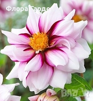 ДАЛИЯ - Глудки/ ПРЕДВАРИТЕЛНИ ПОРЪЧКИ, снимка 16 - Сортови семена и луковици - 44793217