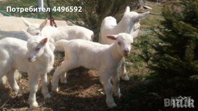 Ярета, снимка 1