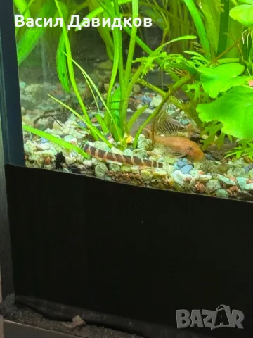 Молинезия, снимка 5 - Рибки - 48361888