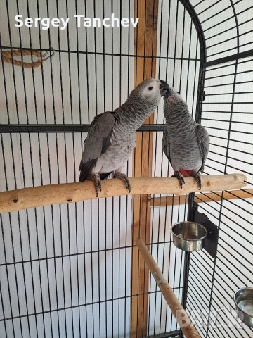 Папагали жако, снимка 8 - Папагали - 52689764