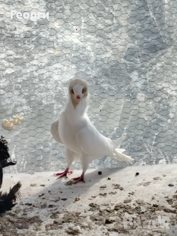 Продавам капуцини, снимка 4 - Гълъби - 53149817