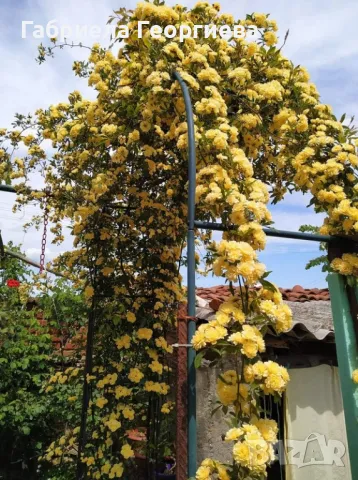 Роза "Лейди Банкс ", снимка 2 - Градински цветя и растения - 50369843