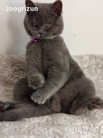 Шотландско котенце