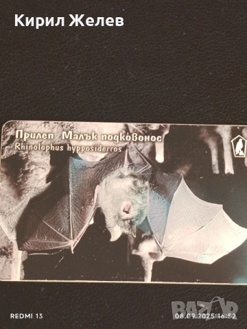 Три фонокарти тема ЖИВОТНИ ТАРАЛЕЖ,РИС,ПРИЛЕП МАЛЪК ПОДКОВОНОС 42406, снимка 9 - Колекции - 51643959