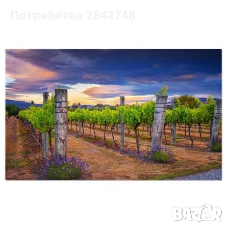 КУПУВАМ ЛОЗЯ В ЗЕМЛИЩЕТО НА ГР. СУНГУРЛАРЕ, снимка 3 - Земеделска земя - 53807961