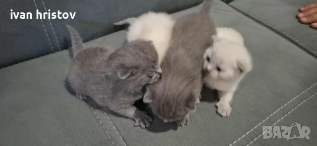 Британско Късокосмести Котета