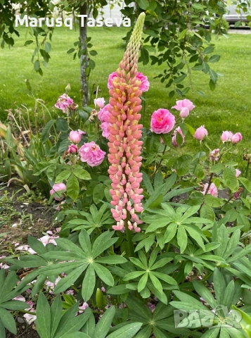 Лупина няколко вида , снимка 8 - Градински цветя и растения - 53818007