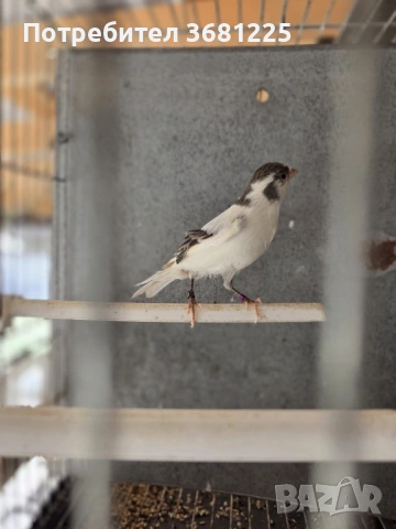 Испански Тимбрадо канарчета 2025, снимка 2 - Канари - 53594372