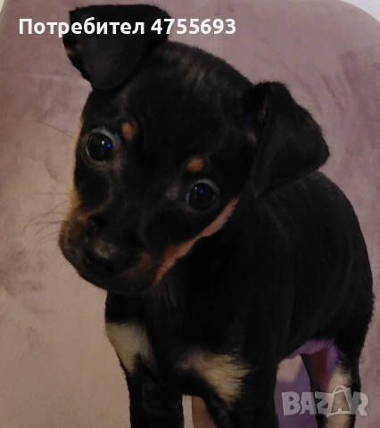 Женски мини пинчер