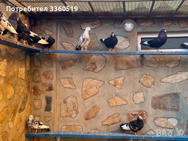 Гълаби неврени и лимонки, снимка 5 - Гълъби - 50813378