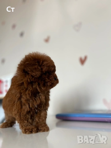 Пудел Той Pudlle toy, снимка 2 - Пудели - 53797460