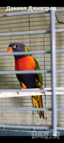 папагали на добри цени