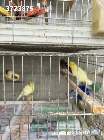 Продавам канари