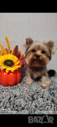 Йоркширски териер , снимка 3 - Йоркширски териер - 50828289