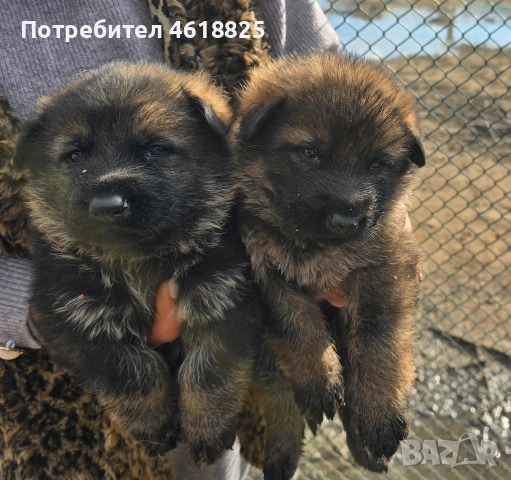 Сиви немски овчарки 