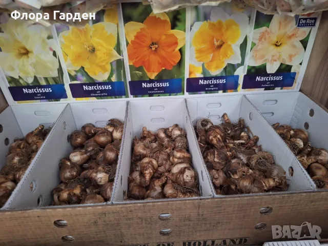 Луковици НАРЦИС, снимка 17 - Градински цветя и растения - 56336423