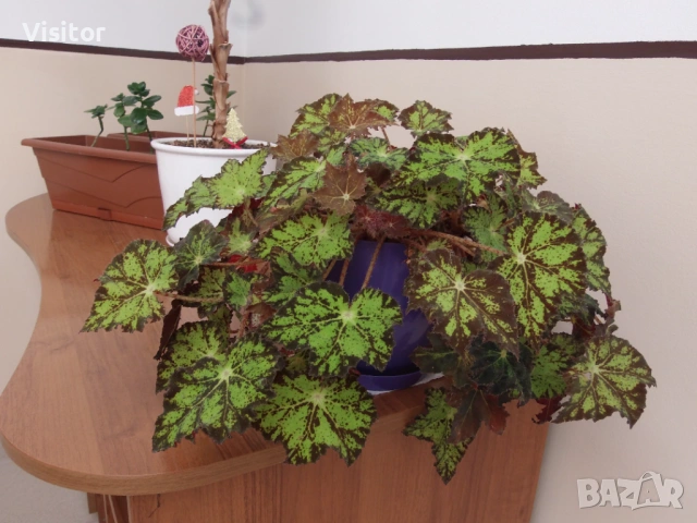 Olympus SP-720UZ 14 mPx, снимка 14 - Фотоапарати - 53227560