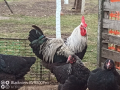 Кокошки и яйца за люпене от маран черно сребро, снимка 1 - други­ - 23773899
