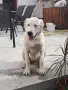 Алабай на 5 месеца , снимка 4