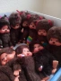 💖Оригинални японски кукли Monchhichi Sekiguchi Мончичи маймунки, снимка 10