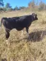 Продавам 5 бр мъжки телета , снимка 1