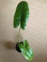 Philodendron Paraiso Verde 