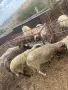 Продавам овце брак , снимка 2