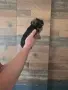 Супер мини момиченце йоркширски териер , снимка 4