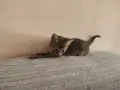 Подарявам 3 малки котета, снимка 12