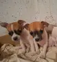Кученца чихуахуа , снимка 3