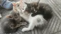 Подаряваме прекрасни малки котенца, снимка 14