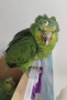Ръчно хранени папагали Амазони , снимка 5