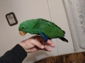 Папагал Еклектус мъжки /бебе , снимка 16