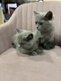 Британска правоуха, снимка 3