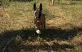 Белгийска овчарка Малиноа , снимка 1