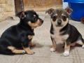 Две мини пинчерчета, снимка 1